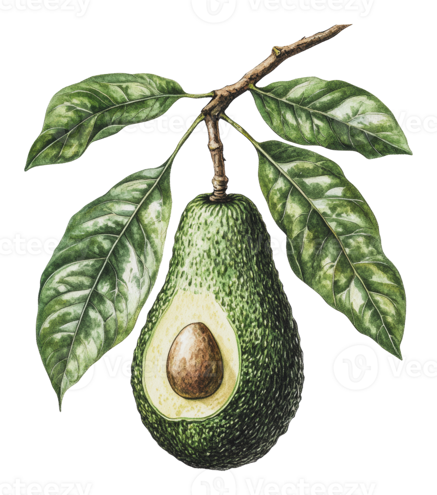 Avocado hanging from tree branch png