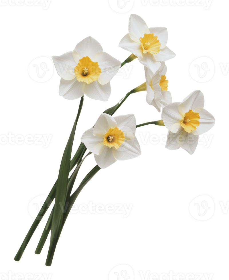 Beautiful daffodils arranged for spring decoration png