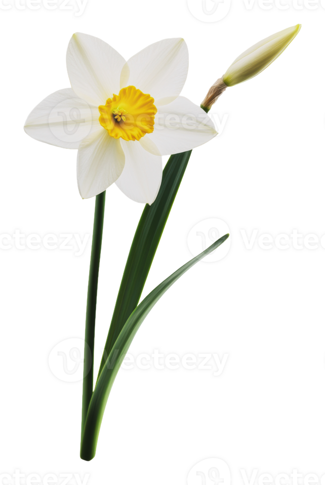 Beautiful daffodil blooming in spring with buds png
