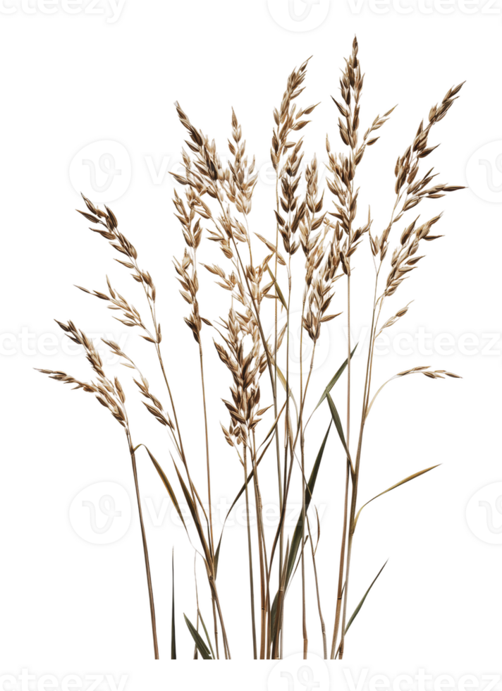 Dried grass and seed heads arranged in a bunch png