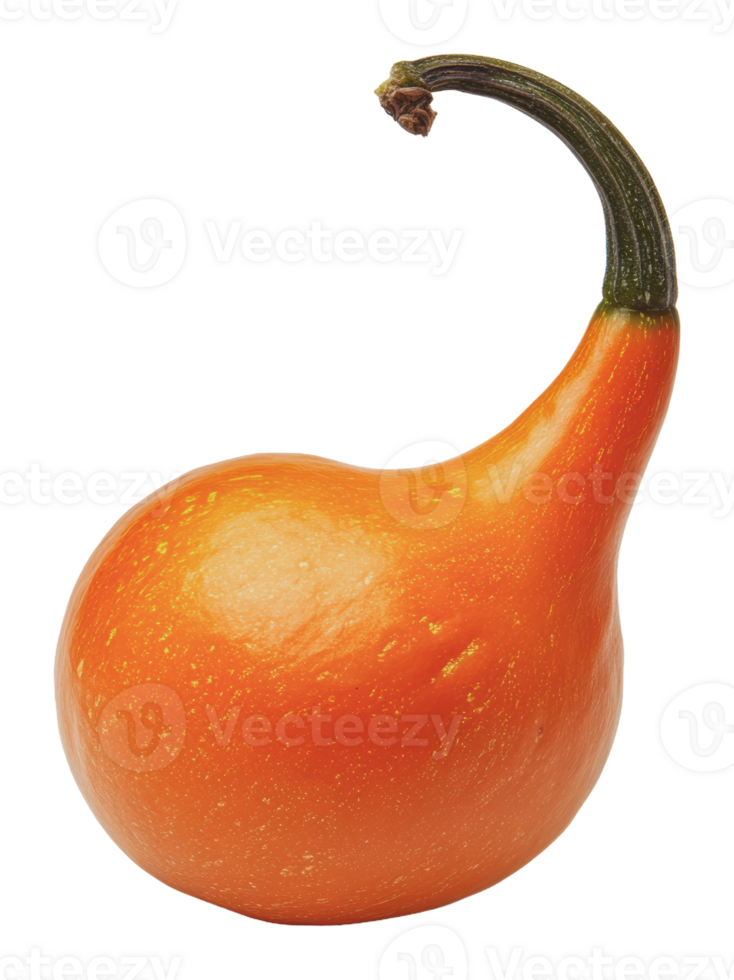 Orange gourd with curved neck on white png