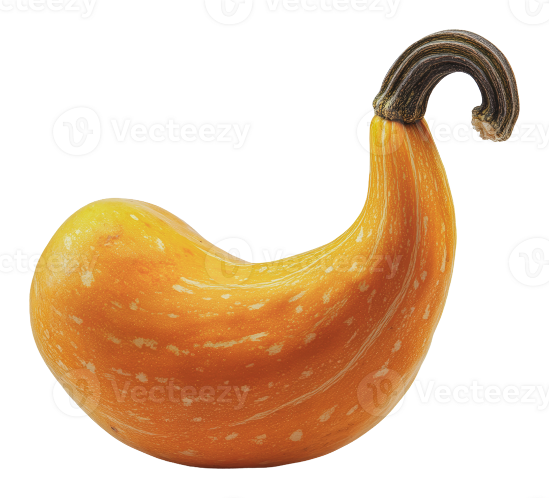 Unique yellow squash with a curved shape and stem png