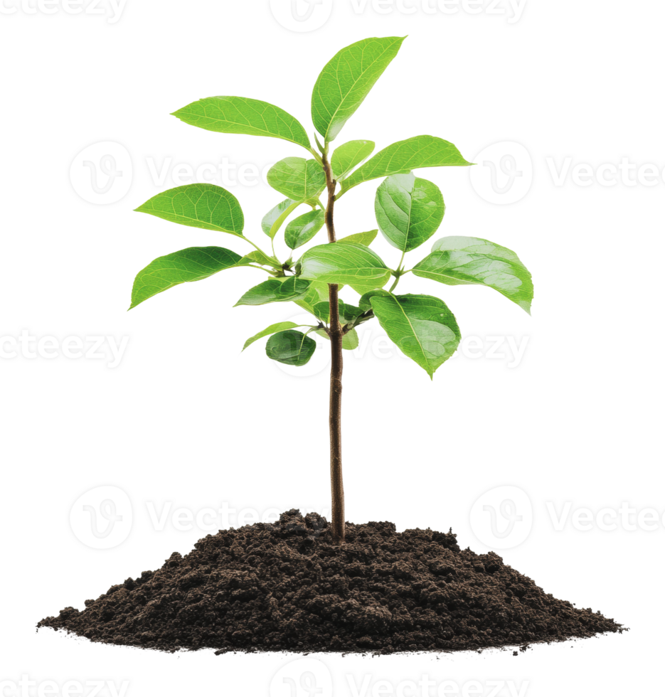 Young tree sapling growing in rich dark soil png