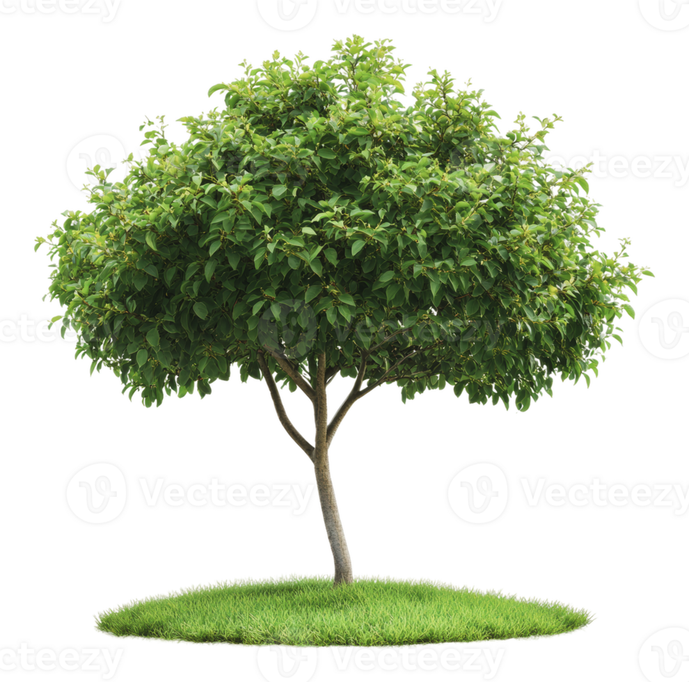 Green leafy tree on grassy patch in sunny setting png