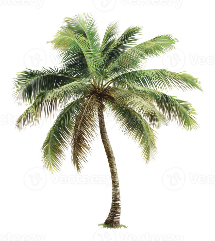 Graceful palm tree with arching fronds png