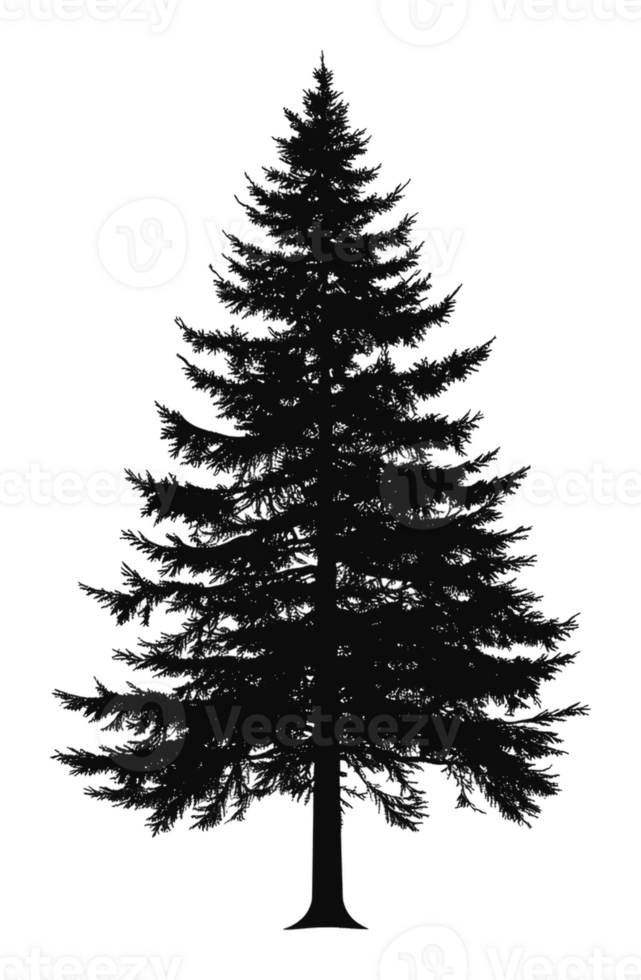 Evergreen tree silhouette on white png