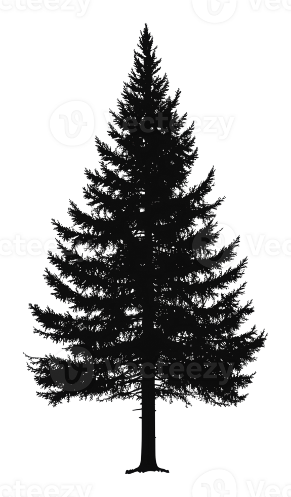 Tall silhouette of an evergreen tree against white png