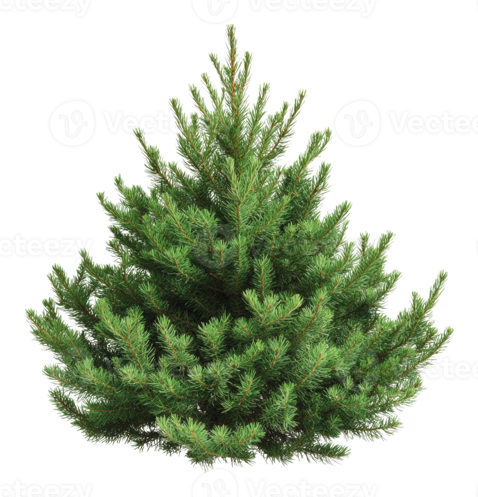 Lush green pine tree in a sunny outdoor setting png