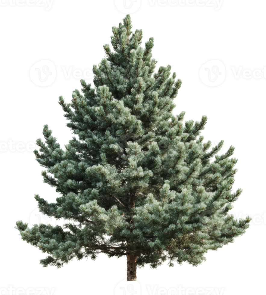 Beautiful evergreen tree with lush green foliage png