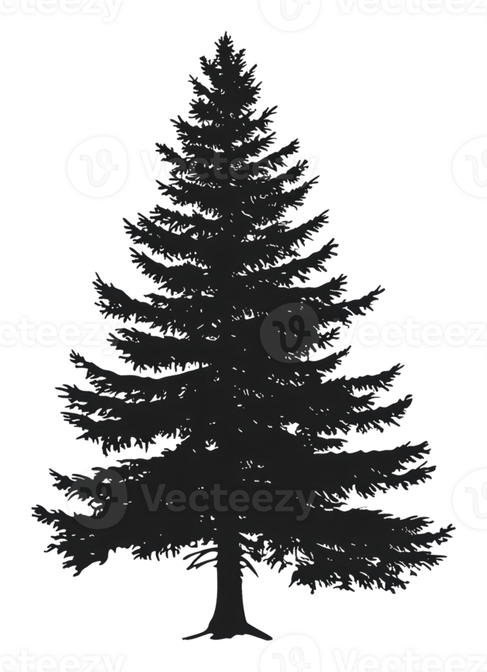 Tall dark silhouette of a pine tree in the forest png