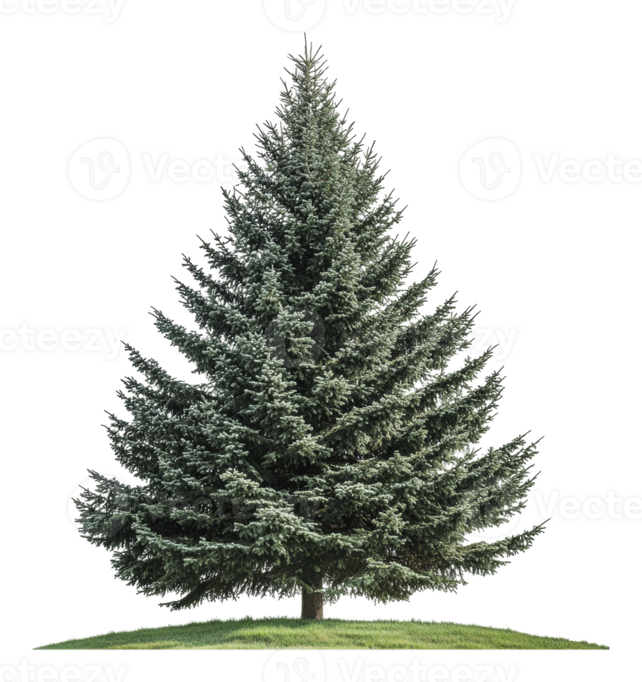 Evergreen tree standing alone on grassy ground png