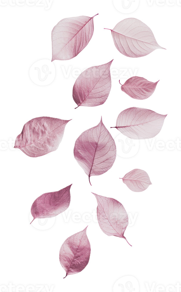 Pink leaves on a light backdrop png