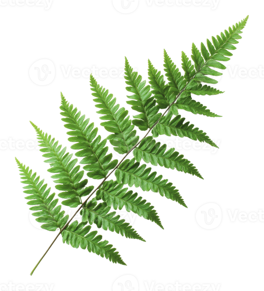 Lush green fern leaf against a plain background png