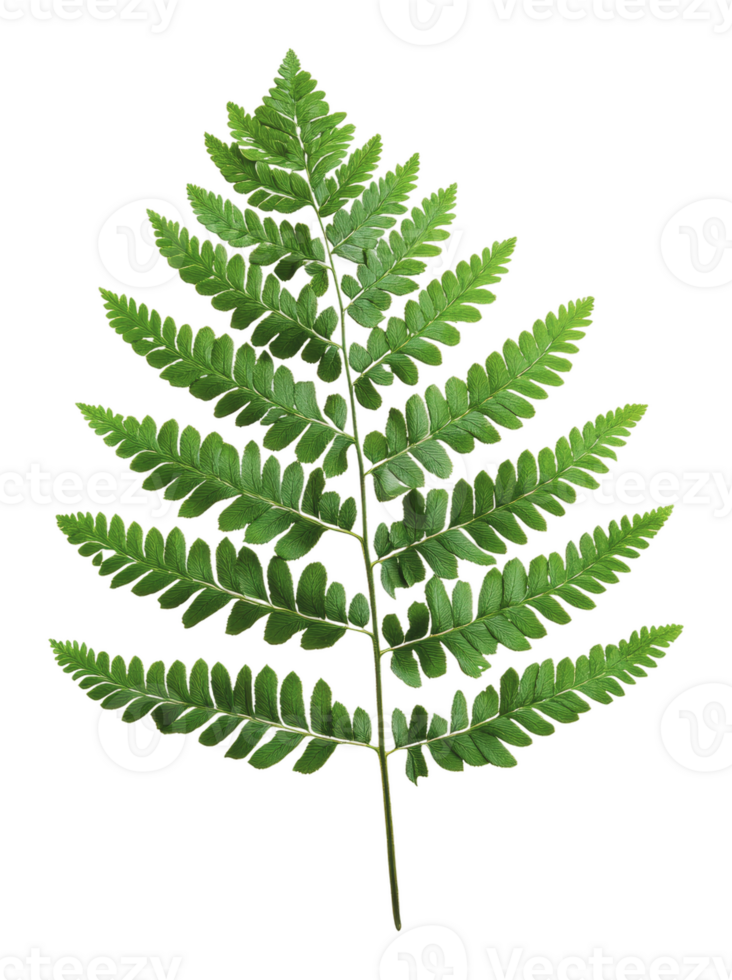 Green fern leaf isolated on a white background png