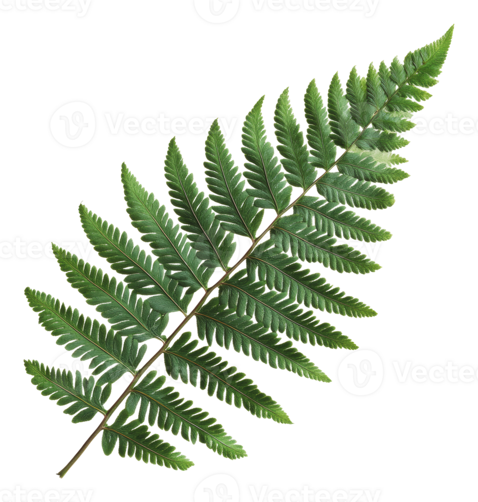 Large green fern leaf isolated on white background png