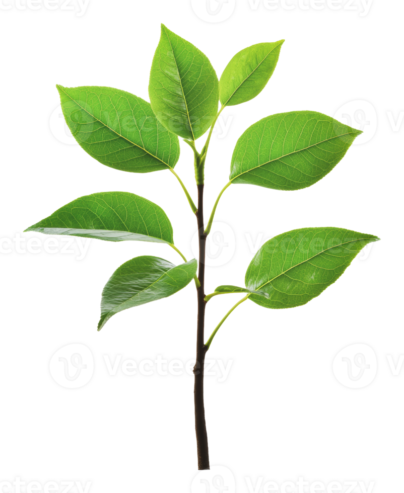 Fresh green leaves on a branch in natural light png