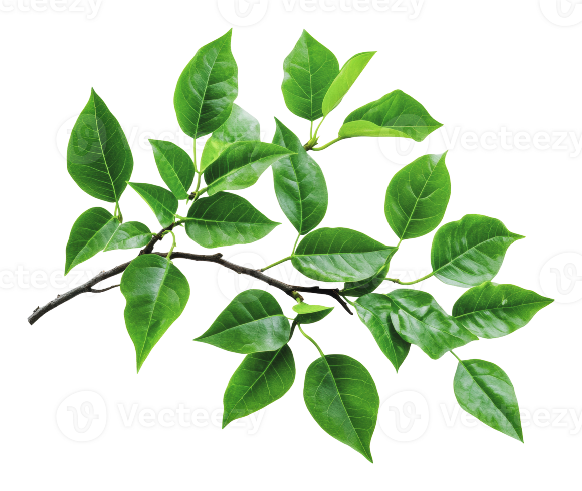 Lush green leaves on a branch captured in daylight png