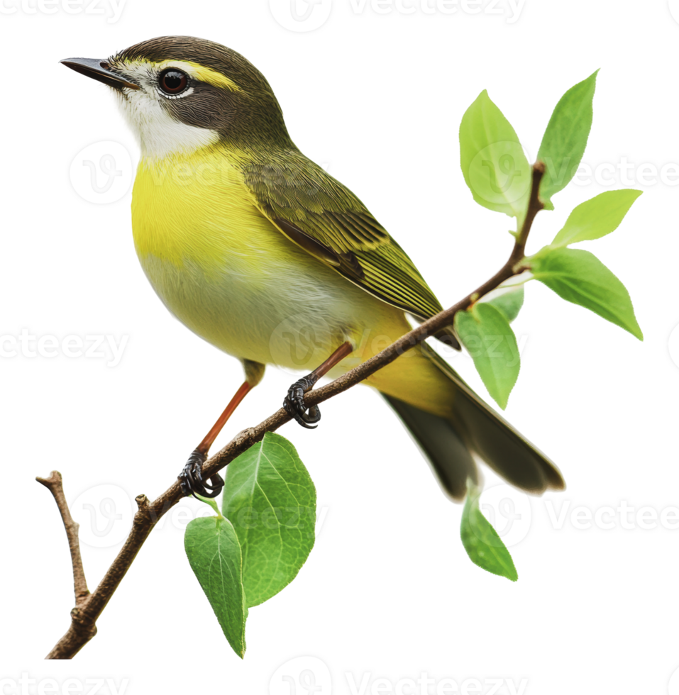 Bright yellow bird perched on a branch in daylight png