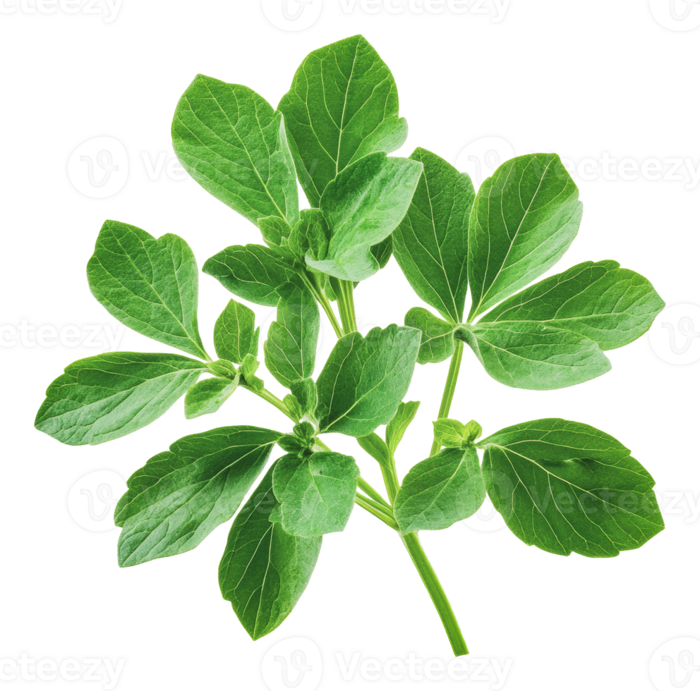 Fresh green fenugreek leaves harvested for cooking png