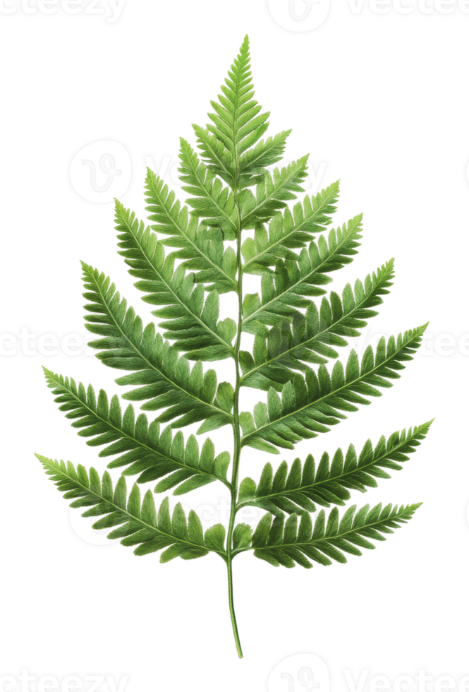 Green fern leaf isolated on a white background png