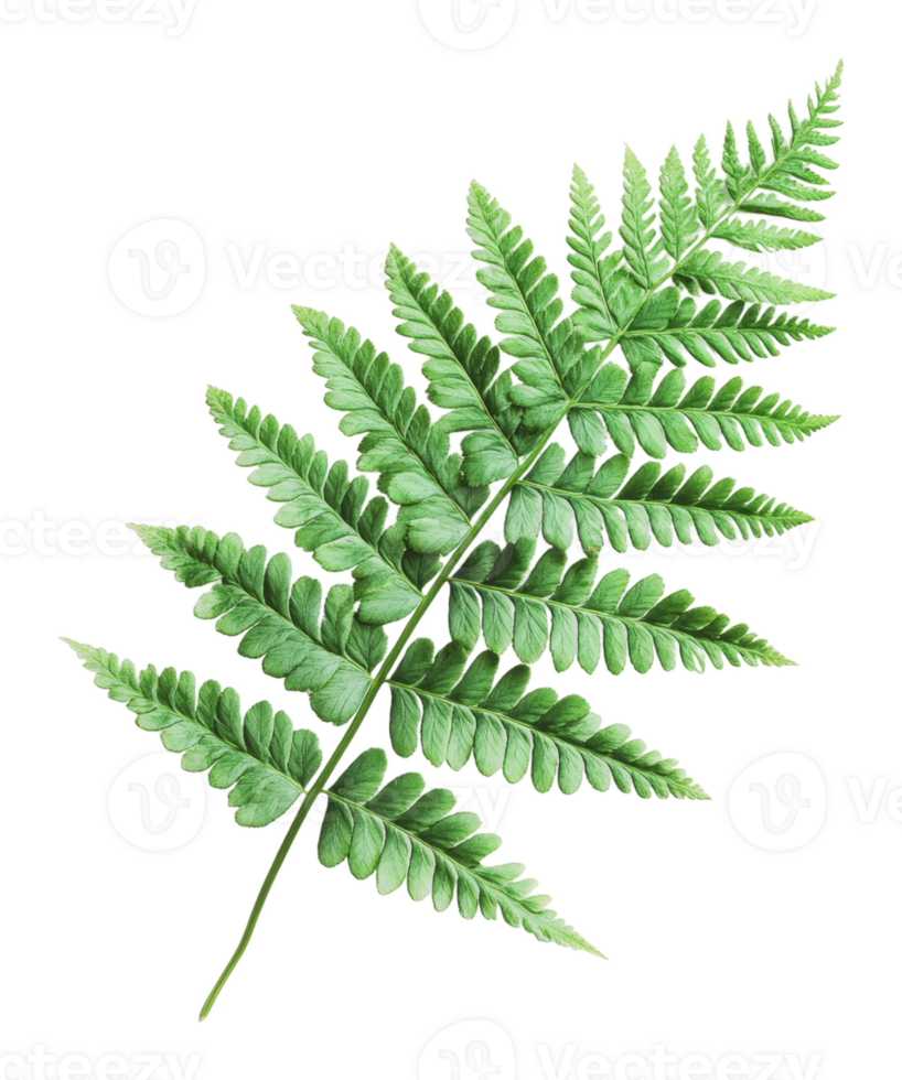 Lush green fern leaf on a white background png