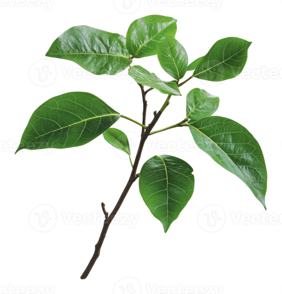 Fresh green leaves with stem on a plain background png