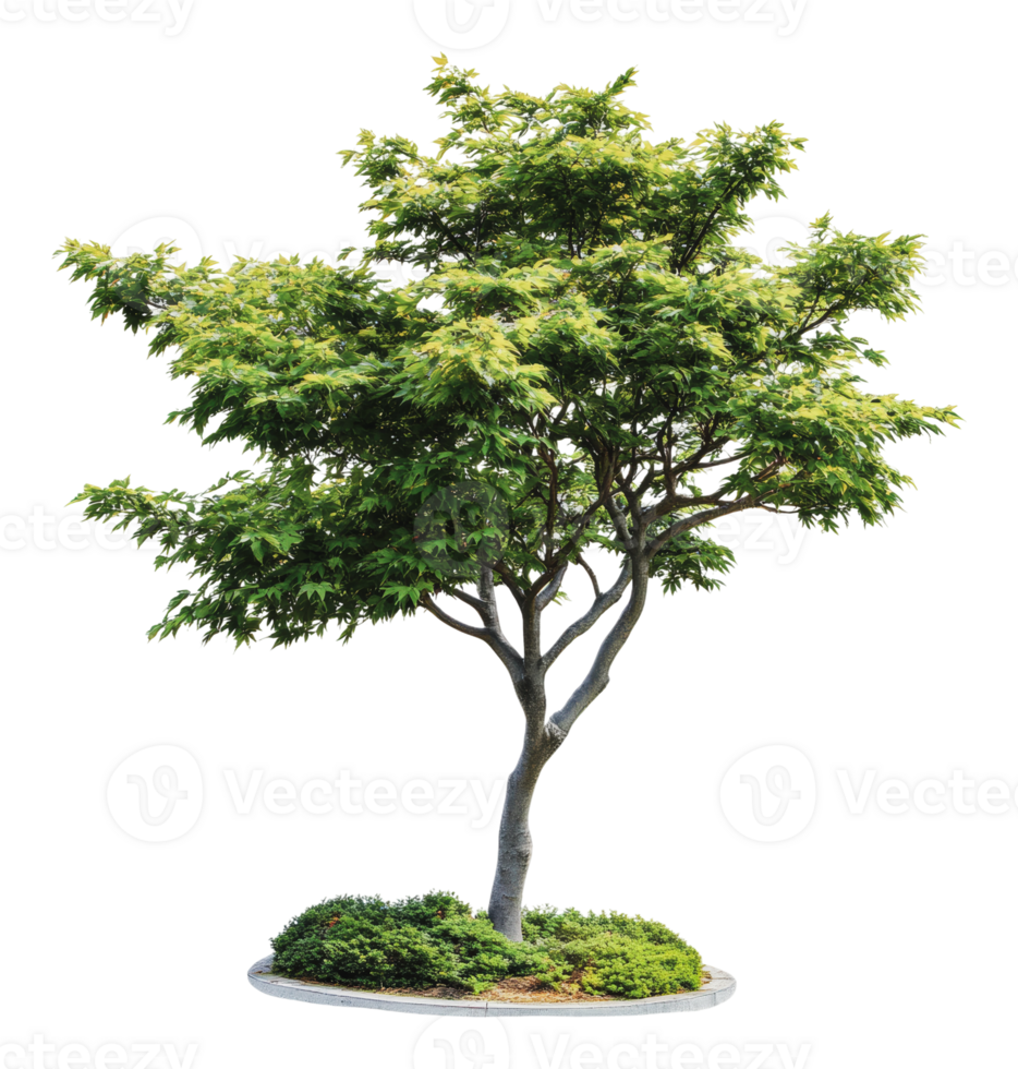 Lush summer green maple tree png
