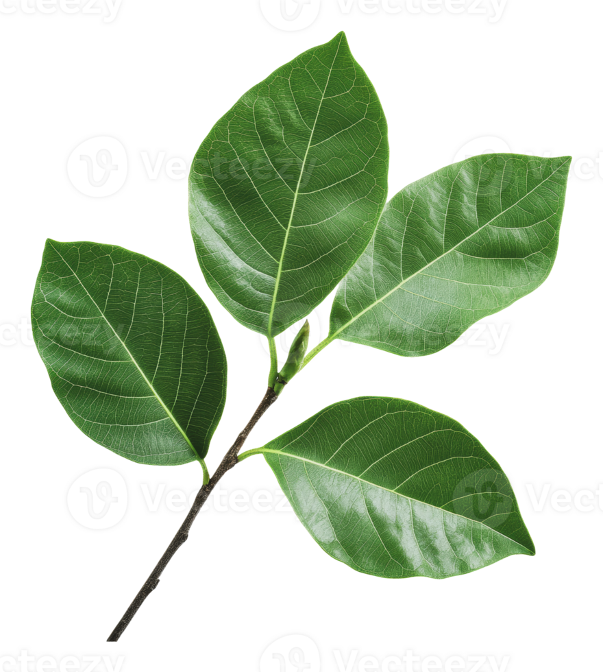 Bright green leaves on a branch in sunlight png