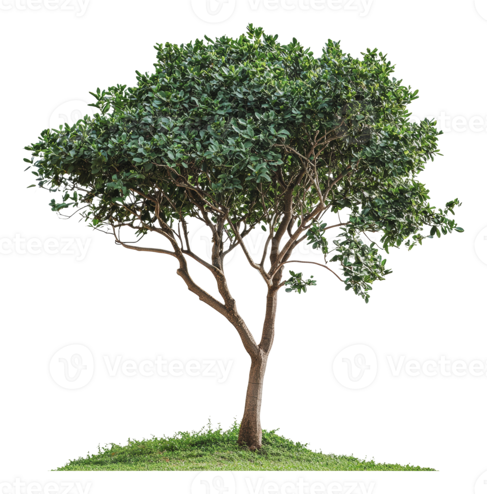 Tree on grass in bright daylight png