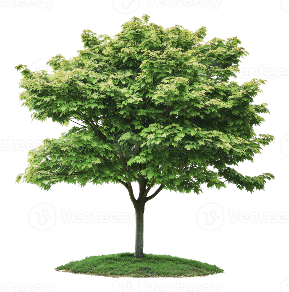 Green leafy tree in a sunny outdoor setting png
