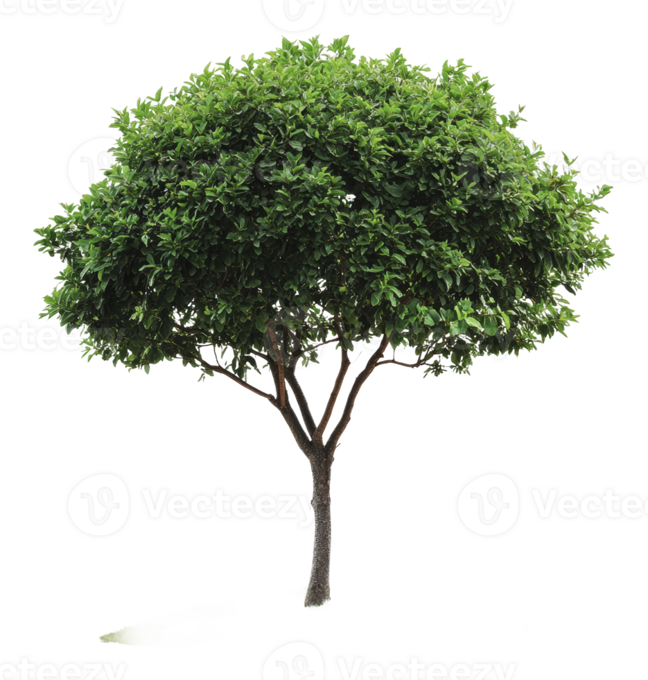 A lush green tree standing in a bright environment png