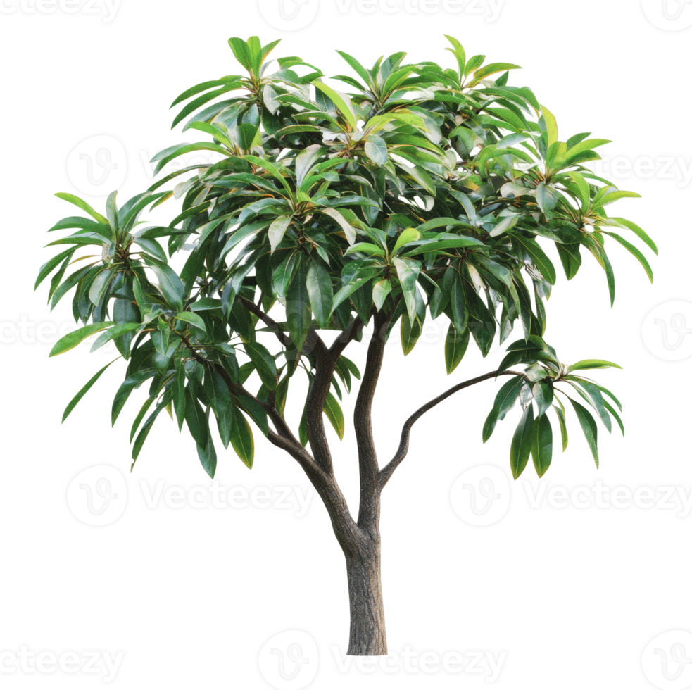 Beautiful green tree with lush leaves in summer png