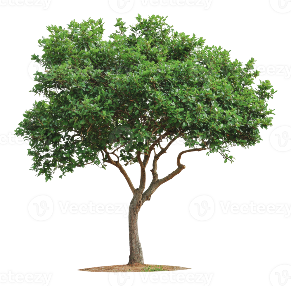 Lonely green tree in nature png