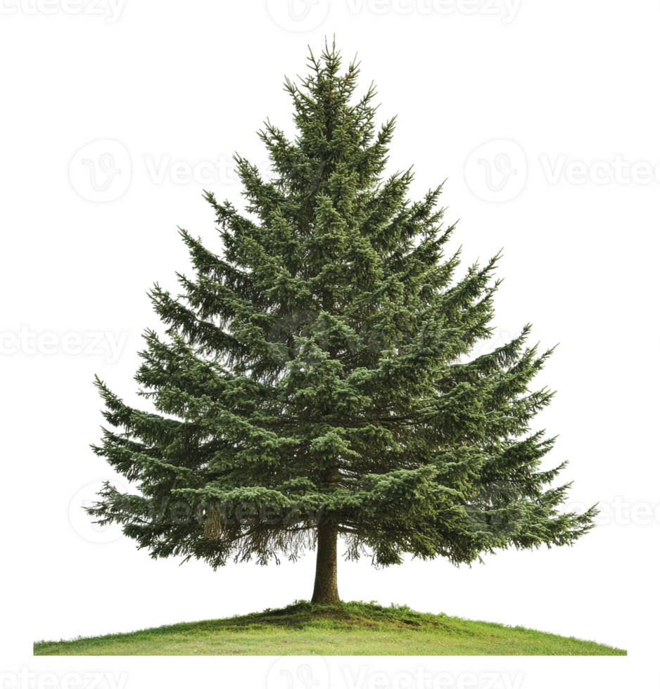 A tall evergreen tree standing on grassy hill png