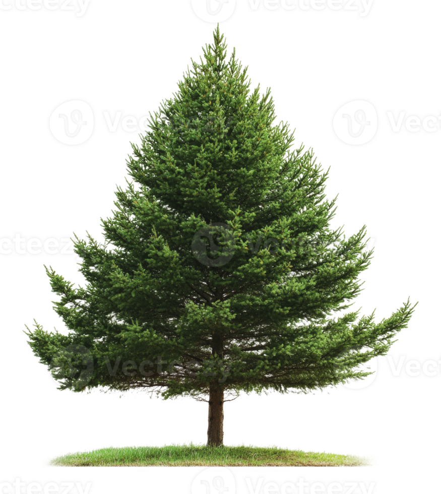 Tall green evergreen tree standing on grass area png