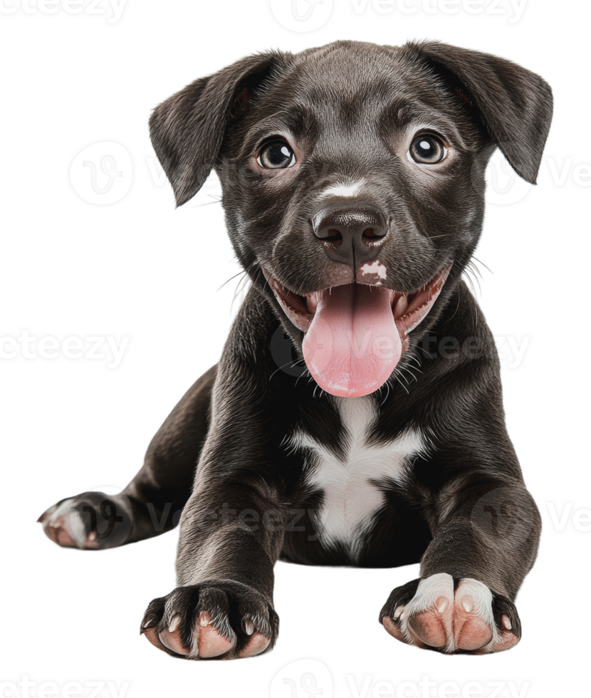 Joyful black puppy with white spots png