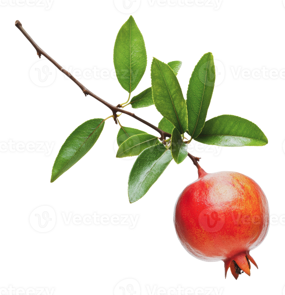 Pomegranate fruit with leaves on branch close up png