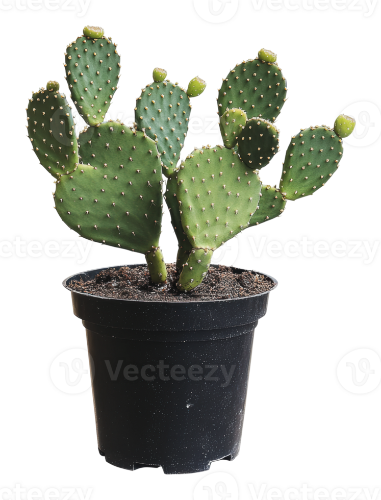 Cactus plant in a black pot on a plain background png