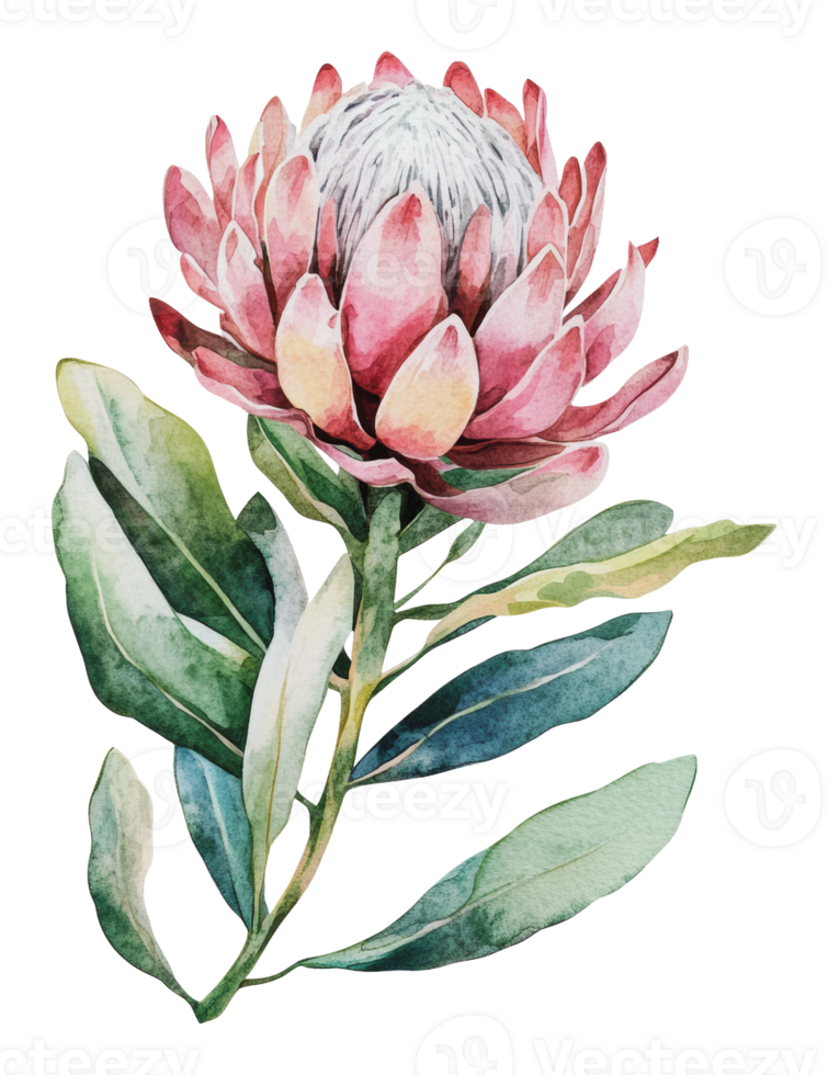 Watercolor of a blooming protea flower png