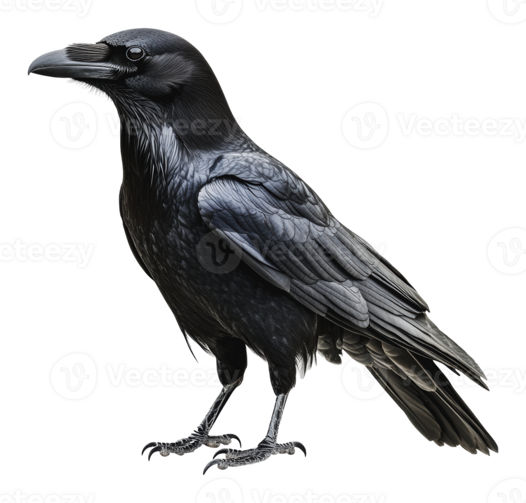 Raven perched on a branch in a forest setting png
