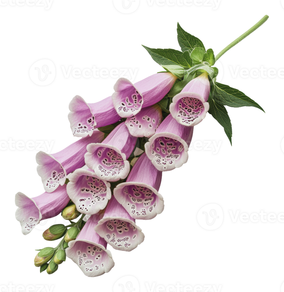 Vibrant foxglove flowers blooming in spring garden png