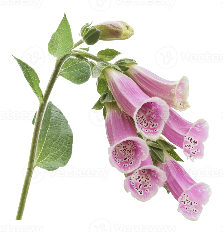 Beautiful pink foxglove flowers blooming in spring png