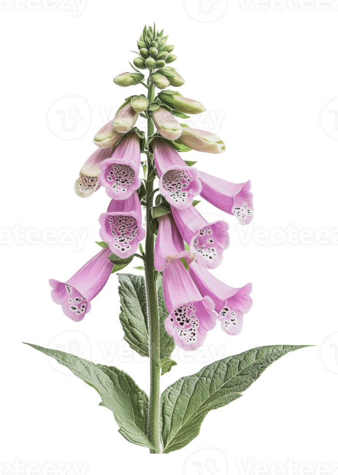 Pink foxglove flower blooming in a garden png