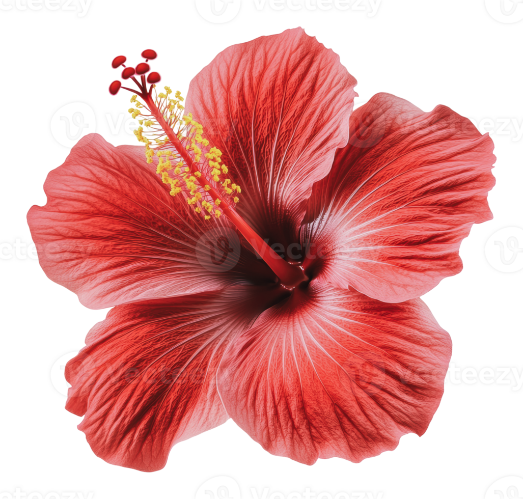 Vibrant red hibiscus blossom in close-up view png