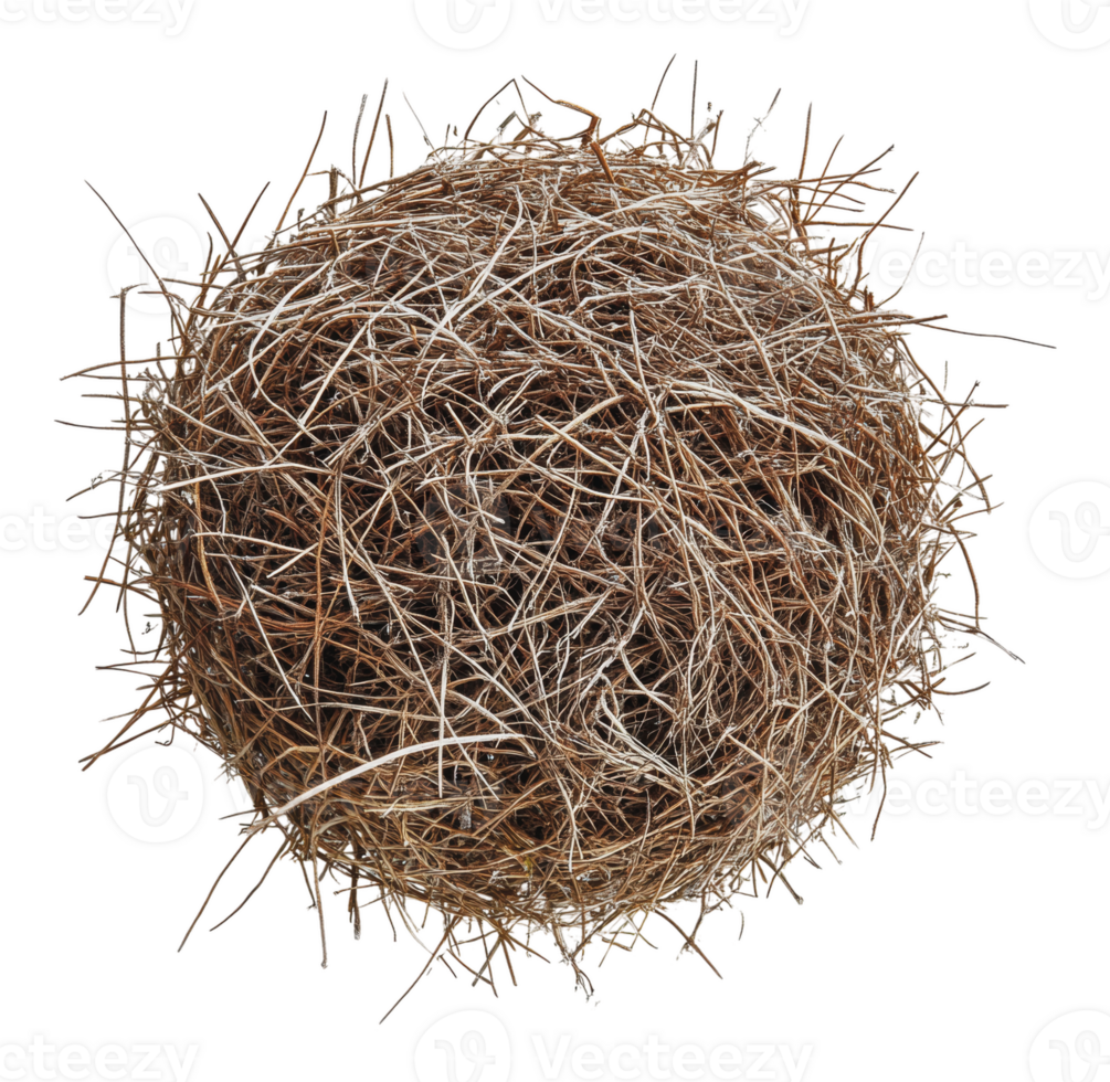 Natural nest made of twigs and grass in sunlight png