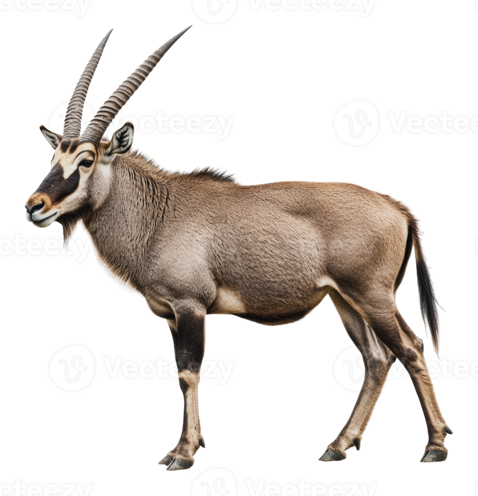 Graceful antelope in nature by day png