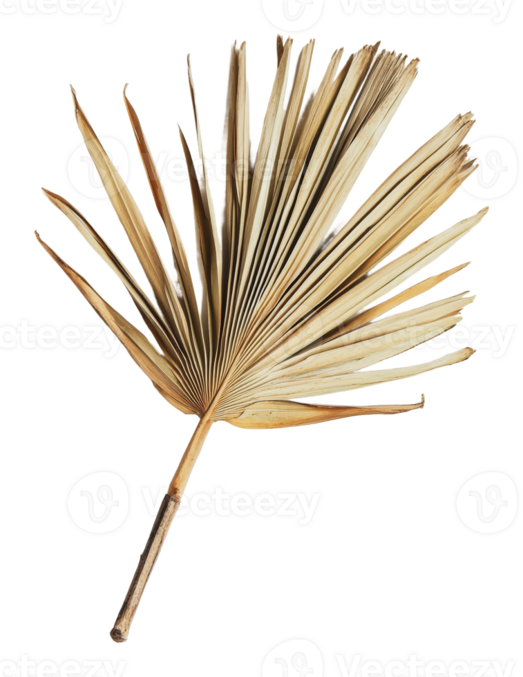 Dried palm frond for rustic decor png