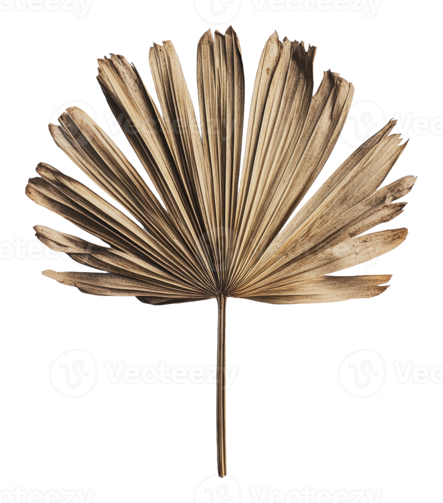 Unique dried palm leaf showcasing natural textures png