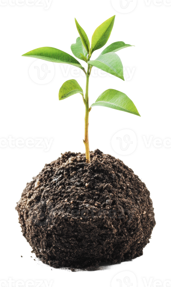 Young plant sprouting from soil in bright light png