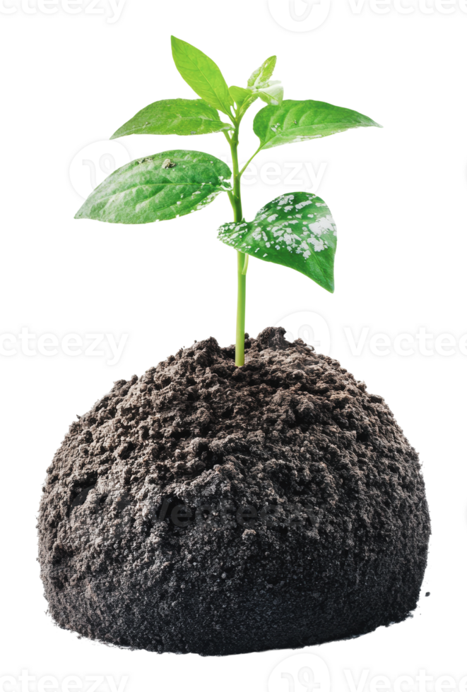 New plant sprouting from soil in bright light png